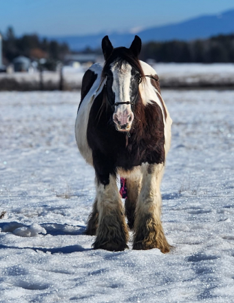 HorseID: 2294140 Southern Raspody Of TR - PhotoID: 1082937