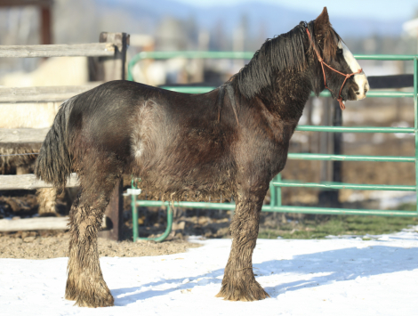 HorseID: 2294140 Southern Raspody Of TR - PhotoID: 1082934