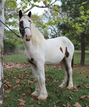 HorseID: 2294197 BH Superstitious - PhotoID: 1094281