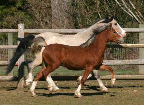 HorseID: 2295045 Eochaid Corwynt Bach - PhotoID: 1095536