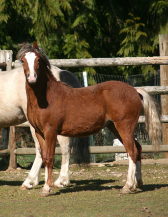 HorseID: 2295045 Eochaid Corwynt Bach - PhotoID: 1095537