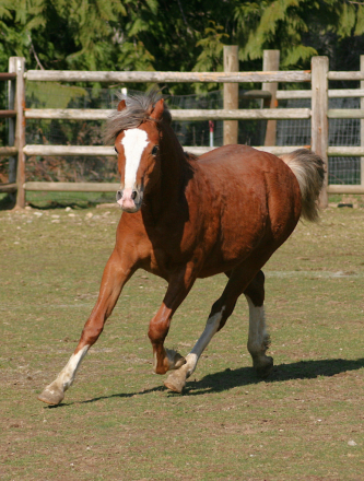 HorseID: 2295045 Eochaid Corwynt Bach - PhotoID: 1095538