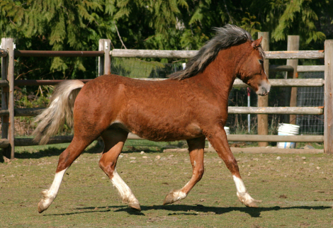HorseID: 2295045 Eochaid Corwynt Bach - PhotoID: 1095539
