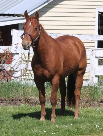 HorseID: 2295169 Jess Lika Texan - PhotoID: 1095148