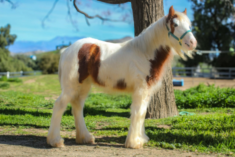 HorseID: 2296076 SE Astrid - PhotoID: 1095390