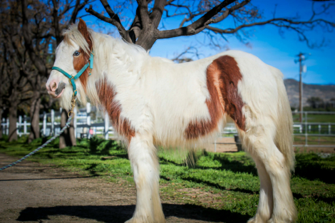 HorseID: 2296076 SE Astrid - PhotoID: 1095391