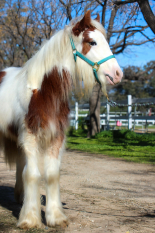 HorseID: 2296076 SE Astrid - PhotoID: 1095392