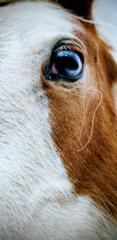 HorseID: 2296076 SE Astrid - PhotoID: 1095393