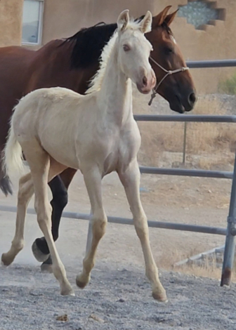 HorseID: 2296115 Zattanna - PhotoID: 1095222