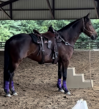 HorseID: 2296470 Starfires Ara - PhotoID: 1088889