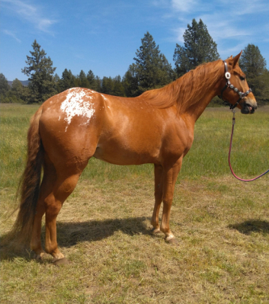 HorseID: 2296723 Dillon - PhotoID: 1077014