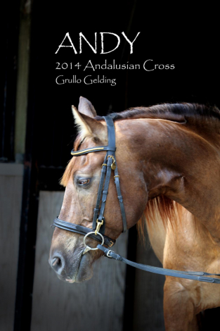 HorseID: 2296801 Andy - PhotoID: 1095313