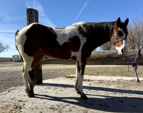 HorseID: 2297065 Invite the Ace - PhotoID: 1095366