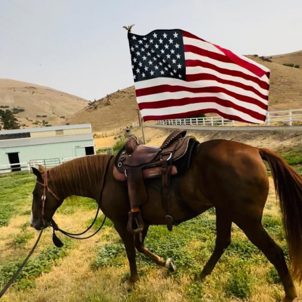 HorseID: 2297162 Codi E.H. - PhotoID: 1094470