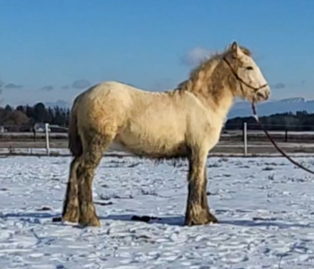 HorseID: 2297487 PFR Cuervo Silver Dunst - PhotoID: 1082928