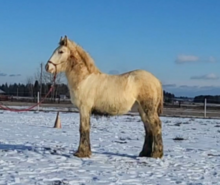 HorseID: 2297487 PFR Cuervo Silver Dunst - PhotoID: 1082929