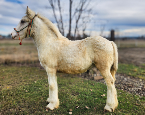 HorseID: 2297487 PFR Cuervo Silver Dunst - PhotoID: 1082930