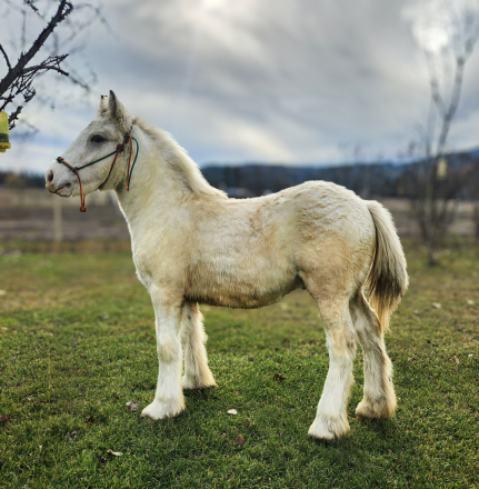 HorseID: 2297487 PFR Cuervo Silver Dunst - PhotoID: 1082931
