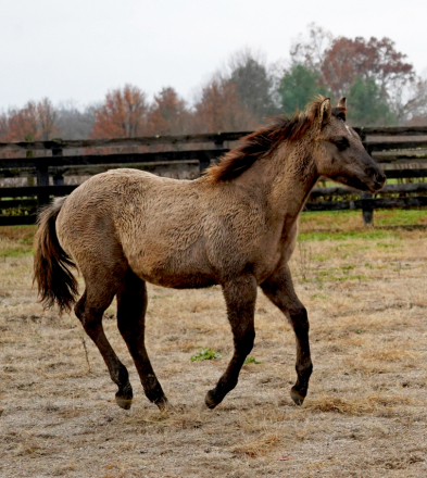 HorseID: 2298097 Ojos Brillantes CFK - PhotoID: 1078777