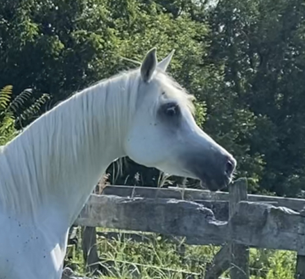 HorseID: 2298205 Amira Amani - PhotoID: 1094994