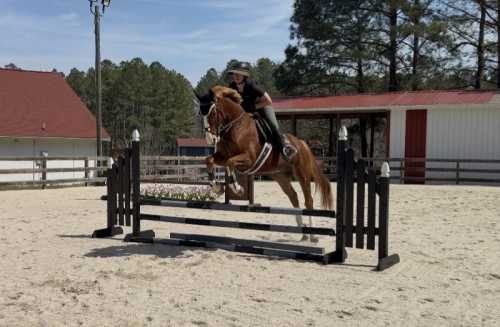 HorseID: 2298285 Focus Tachor Z - PhotoID: 1090070