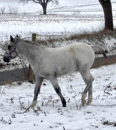 HorseID: 2298500 Cloud - PhotoID: 1094973