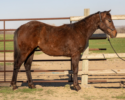 HorseID: 2299155 KT Captain Starlight - PhotoID: 1095600