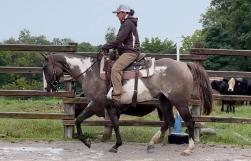 HorseID: 2299539 JS smooth to the max - PhotoID: 1094295