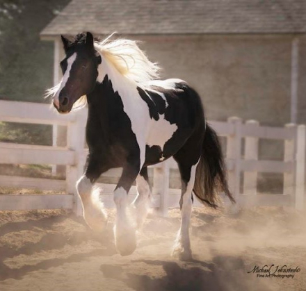 HorseID: 2299974 Lake Ridge Kipling by Sterling - PhotoID: 1094738