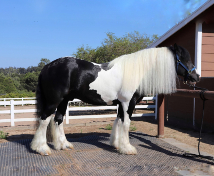 HorseID: 2299974 Lake Ridge Kipling by Sterling - PhotoID: 1094739