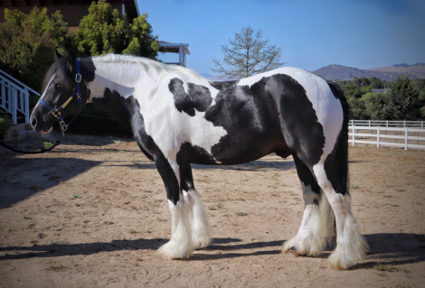 HorseID: 2299974 Lake Ridge Kipling by Sterling - PhotoID: 1094740