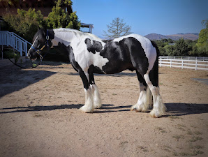 HorseID: 2299974 Lake Ridge Kipling by Sterling - PhotoID: 1094738