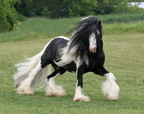 HorseID: 2299974 Lake Ridge Kipling by Sterling - PhotoID: 1094741