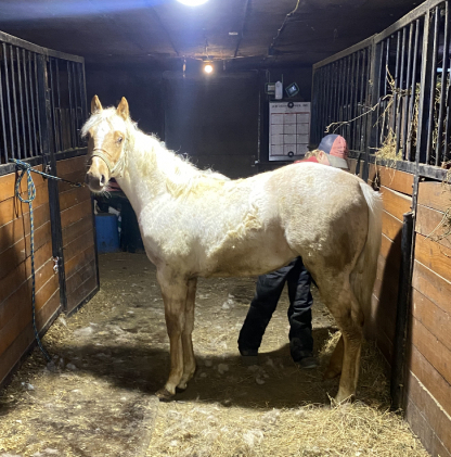 HorseID: 2300035 Tjs Shine N Glo - PhotoID: 1095535