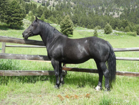 HorseID: 2300107 Squid - PhotoID: 1094614