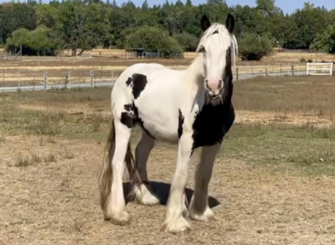 HorseID: 2300410 7’s Outlaw - PhotoID: 1083274