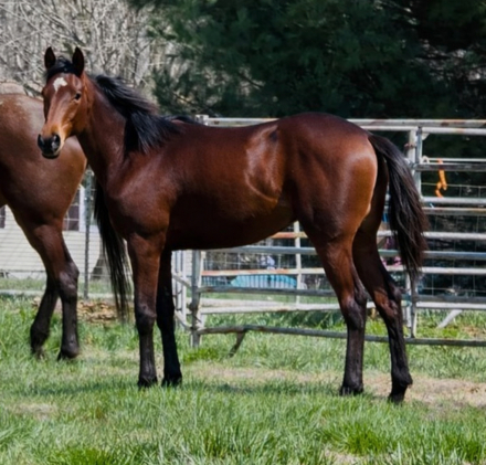 HorseID: 2300547 Shut Your Trappe - PhotoID: 1094443