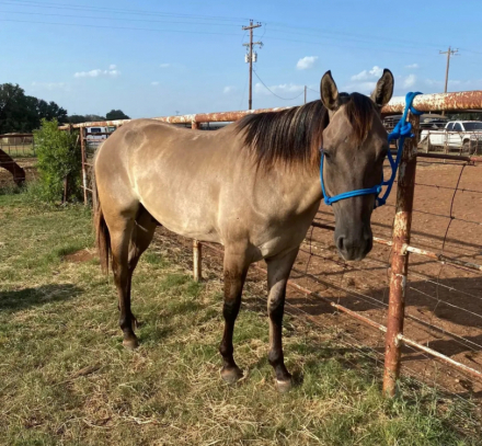 HorseID: 2300698 Blue Suede Ruby - PhotoID: 1095571