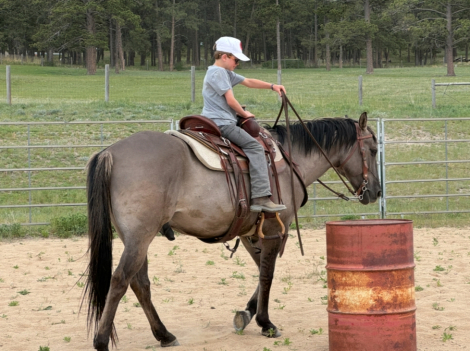 HorseID: 2300698 Blue Suede Ruby - PhotoID: 1095572