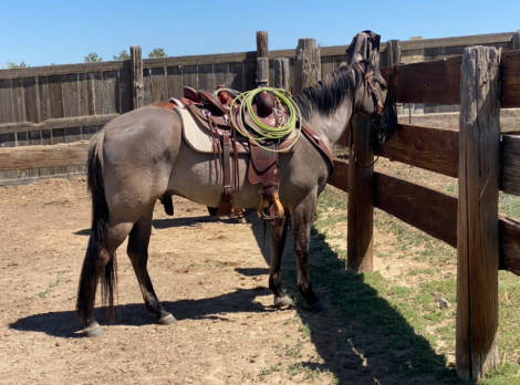 HorseID: 2300698 Blue Suede Ruby - PhotoID: 1095573