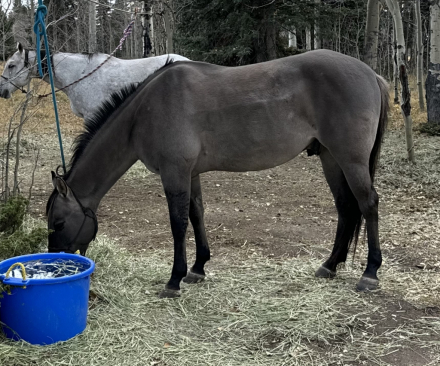 HorseID: 2300698 Blue Suede Ruby - PhotoID: 1095574