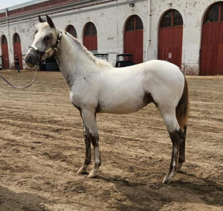 HorseID: 2300781 Nite's Chenoa - PhotoID: 1082451