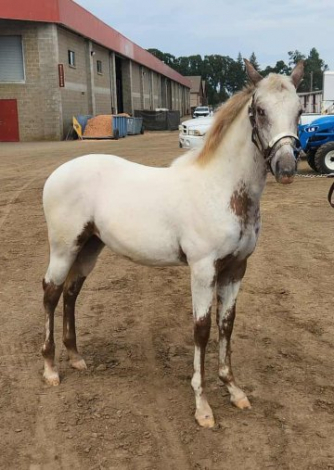 HorseID: 2300781 Nite's Chenoa - PhotoID: 1082452