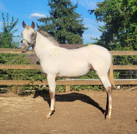 HorseID: 2300781 Nite's Chenoa - PhotoID: 1082453