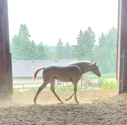 HorseID: 2300781 Nite's Chenoa - PhotoID: 1082454