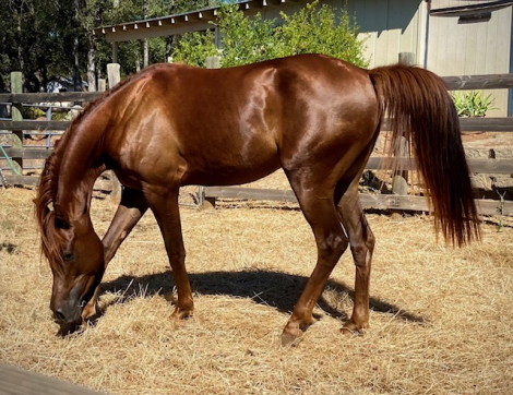 HorseID: 2300901 SEMPRE AVANTI - PhotoID: 1094617