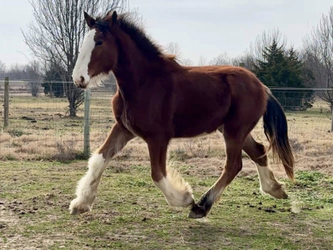 HorseID: 2301140 Kunoas Guinevere - PhotoID: 1082875