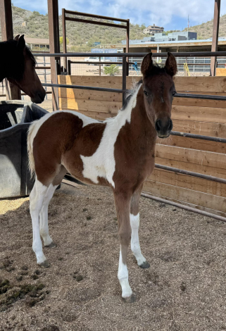 HorseID: 2301424 Leia's U*1 do Summerwind (you can pick any U name - PhotoID: 1095084