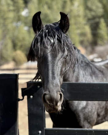 HorseID: 2301481 Qyra's U2 do Summerwind (you pick any U name) - PhotoID: 1095086