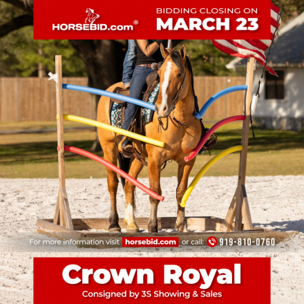 HorseID: 2301482 Crown Royal - PhotoID: 1083532